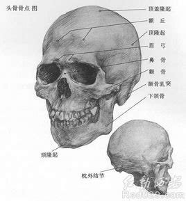 沙必西意思 眉骨 英文